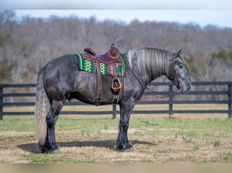 Trekpaard Mix Ruin 5 Jaar Schimmel in Fairbank, IA