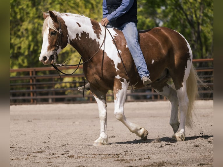 Trekpaard Mix Ruin 5 Jaar  in New Plymouth, ID
