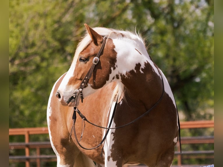Trekpaard Mix Ruin 5 Jaar  in New Plymouth, ID