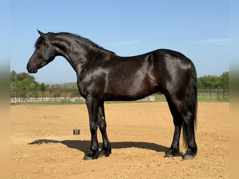 Trekpaard Mix Ruin 5 Jaar Zwart in Weatherford