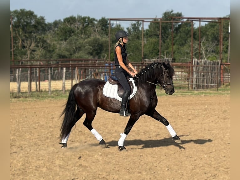 Trekpaard Mix Ruin 5 Jaar Zwart in Weatherford
