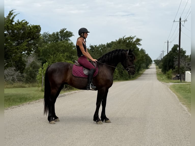 Trekpaard Mix Ruin 5 Jaar Zwart in Weatherford
