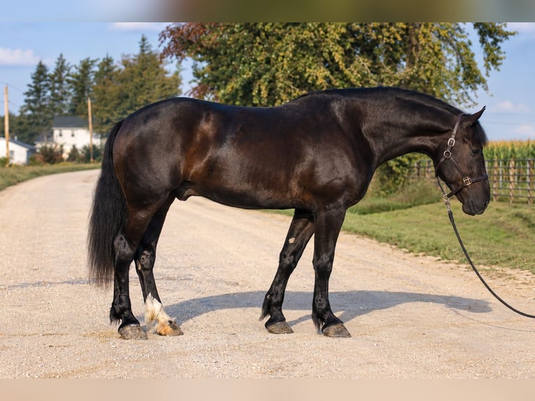 Trekpaard Mix Ruin 5 Jaar Zwart in Independence