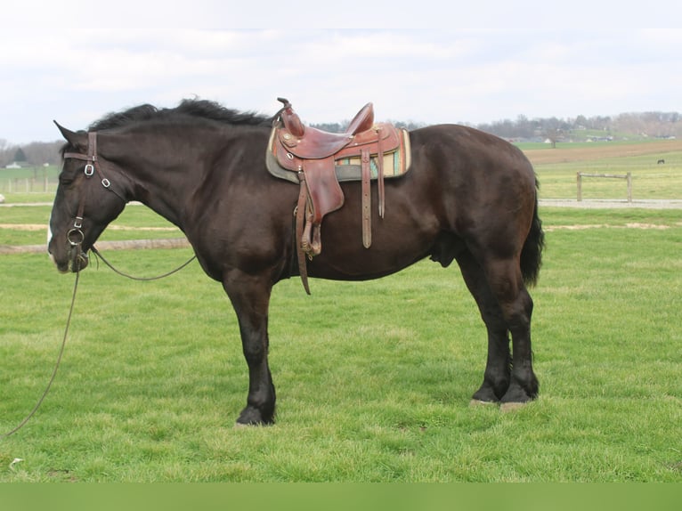 Trekpaard Mix Ruin 5 Jaar Zwart in Millersburg