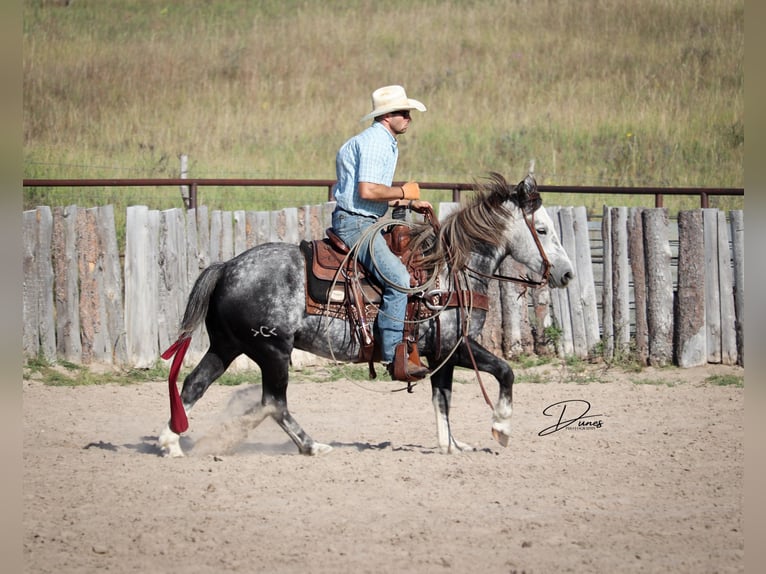 Trekpaard Mix Ruin 6 Jaar 142 cm Schimmel in Thedford