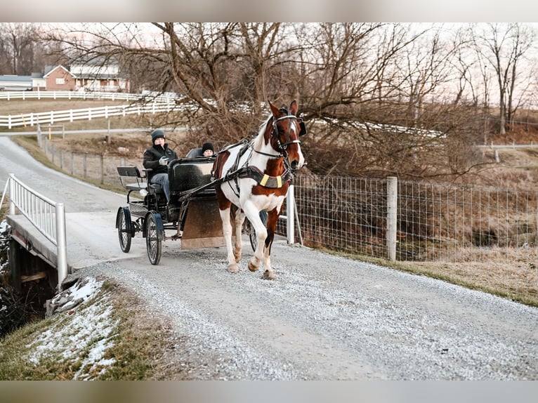 Trekpaard Mix Ruin 6 Jaar 150 cm Gevlekt-paard in Dalton