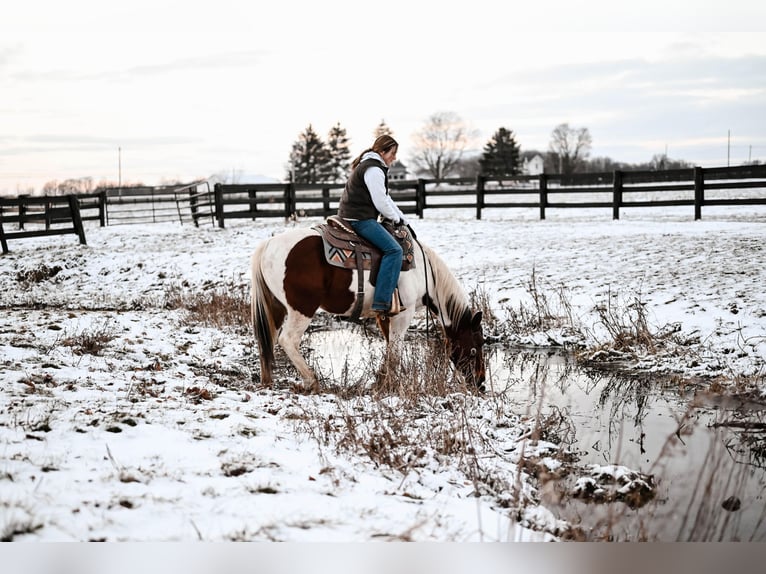 Trekpaard Mix Ruin 6 Jaar 150 cm Gevlekt-paard in Dalton
