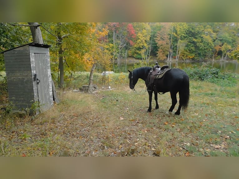 Trekpaard Mix Ruin 6 Jaar 150 cm Zwart in Apple Creek