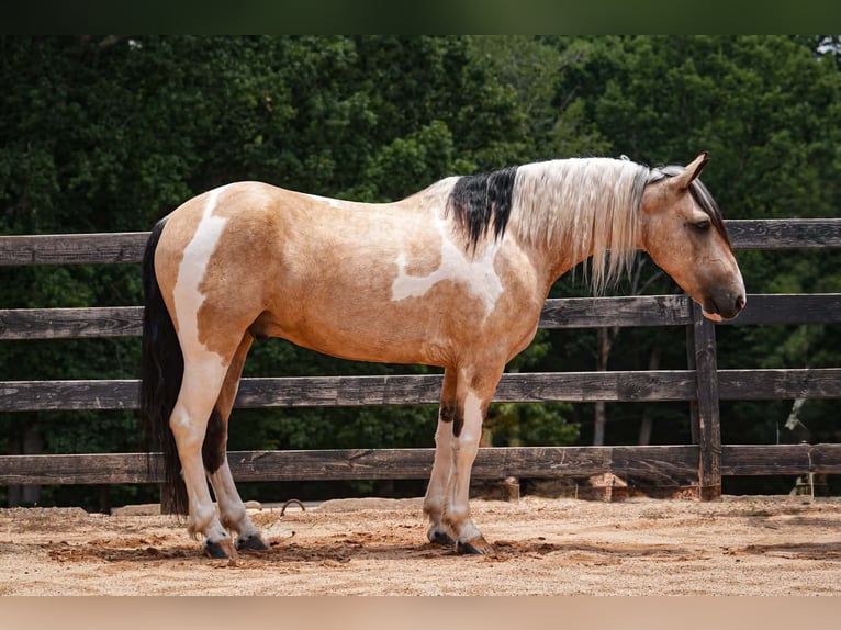 Trekpaard Mix Ruin 6 Jaar 152 cm Gevlekt-paard in Clover