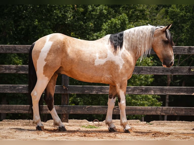 Trekpaard Mix Ruin 6 Jaar 152 cm Gevlekt-paard in Clover