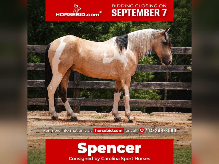 Trekpaard Mix Ruin 6 Jaar 152 cm Gevlekt-paard in Clover