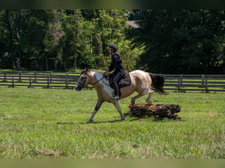 Trekpaard Mix Ruin 6 Jaar 152 cm Gevlekt-paard in Clover