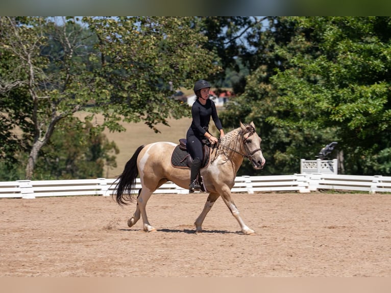 Trekpaard Mix Ruin 6 Jaar 152 cm Gevlekt-paard in Clover
