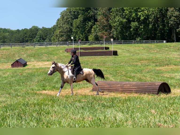 Trekpaard Mix Ruin 6 Jaar 152 cm Gevlekt-paard in Clover