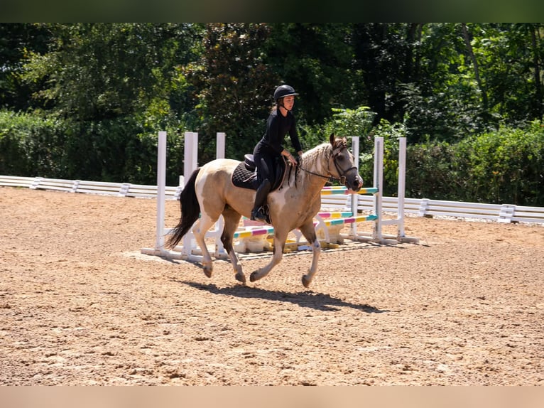 Trekpaard Mix Ruin 6 Jaar 152 cm Gevlekt-paard in Clover