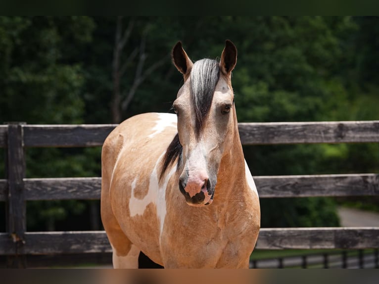 Trekpaard Mix Ruin 6 Jaar 152 cm Gevlekt-paard in Clover