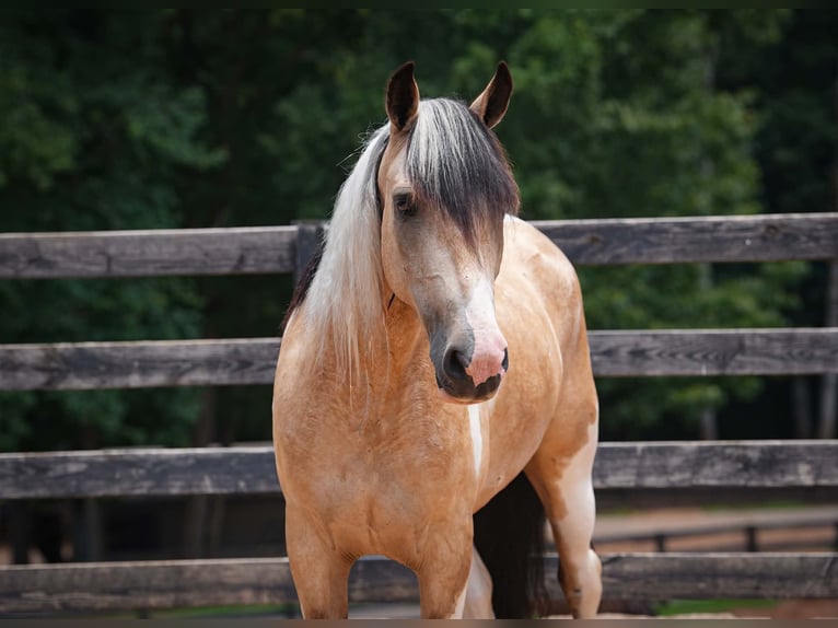 Trekpaard Mix Ruin 6 Jaar 152 cm Gevlekt-paard in Clover