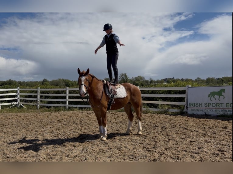Trekpaard Ruin 6 Jaar 153 cm Donkere-vos in Laois