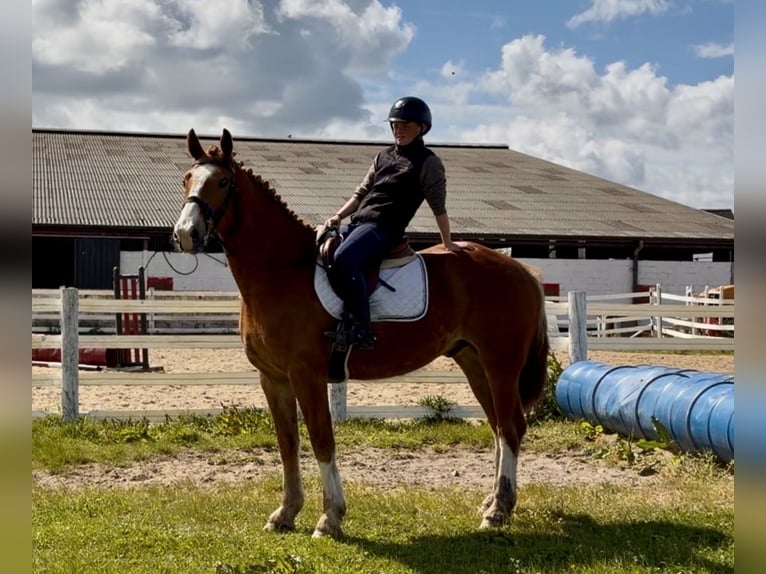 Trekpaard Ruin 6 Jaar 153 cm Donkere-vos in Laois