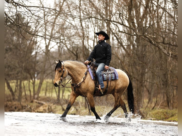 Trekpaard Mix Ruin 6 Jaar 155 cm Buckskin in Millersburg