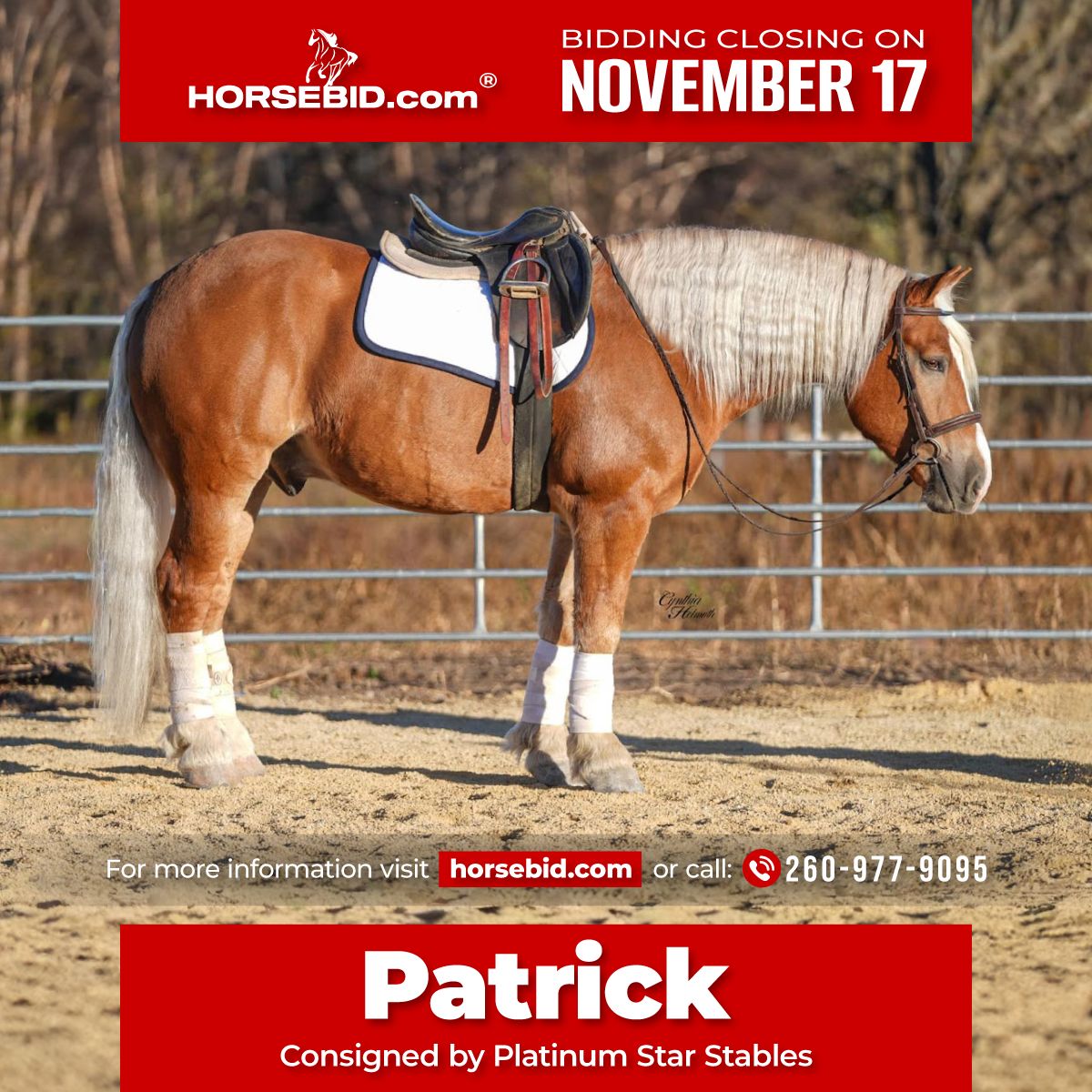 Trekpaard Mix Ruin 6 Jaar 157 cm Palomino in Independence