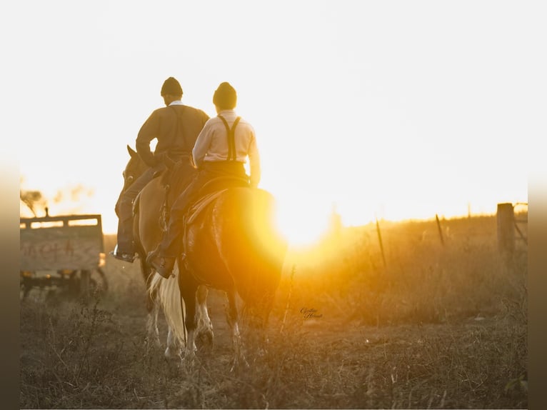 Trekpaard Mix Ruin 6 Jaar 157 cm Palomino in Independence