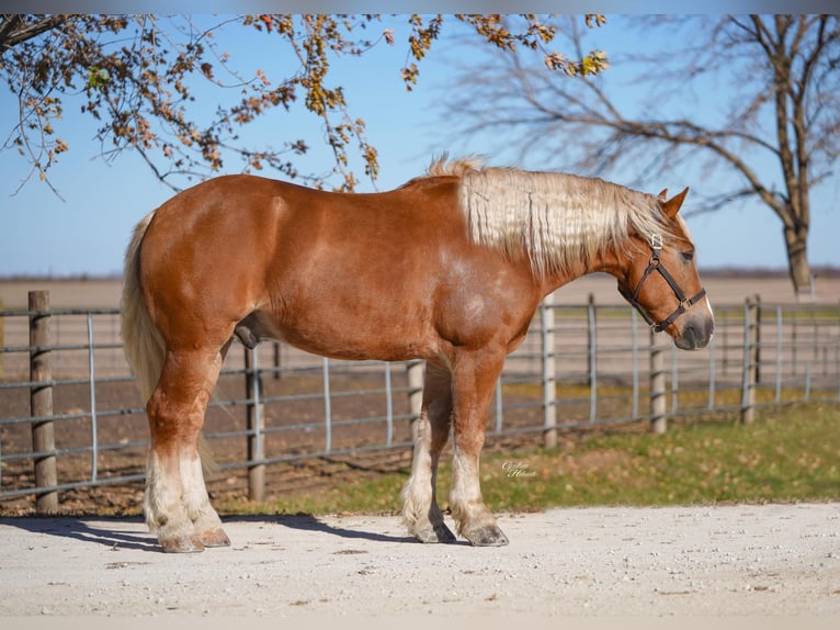 Trekpaard Mix Ruin 6 Jaar 157 cm Palomino in Independence
