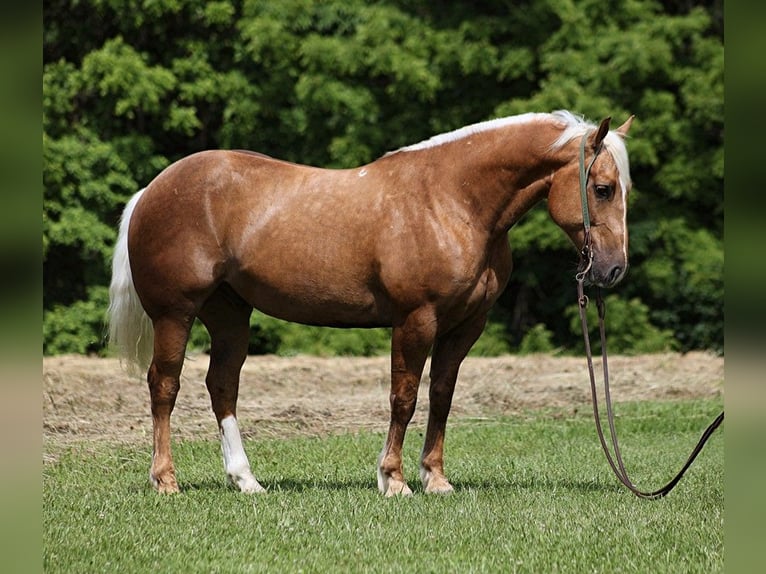 Trekpaard Ruin 6 Jaar 157 cm Palomino in Level Green Ky