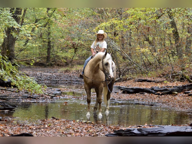 Trekpaard Mix Ruin 6 Jaar 157 cm Palomino in Crab Orchard