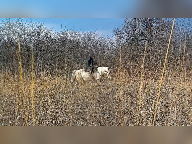 Trekpaard Ruin 6 Jaar 160 cm Palomino in Jeffersonton