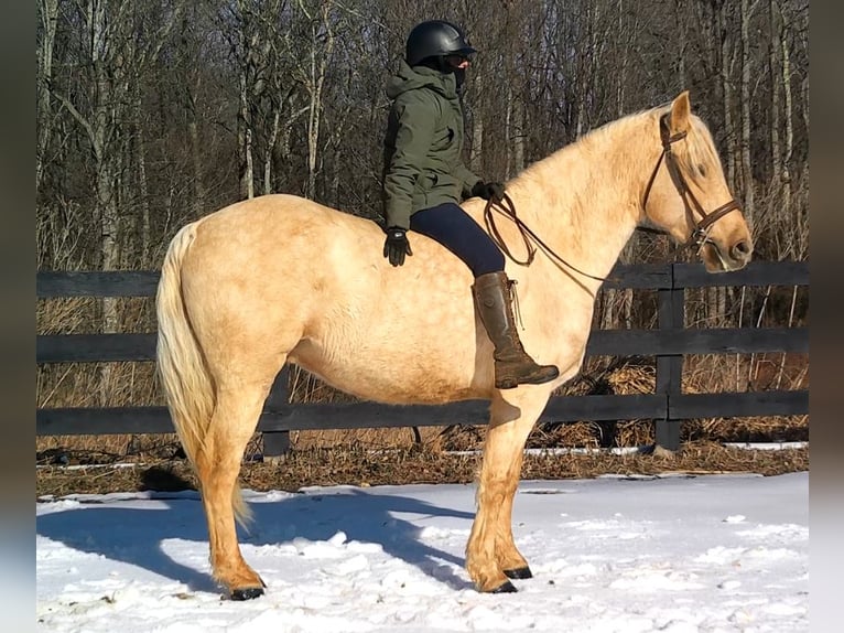 Trekpaard Ruin 6 Jaar 160 cm Palomino in Jeffersonton