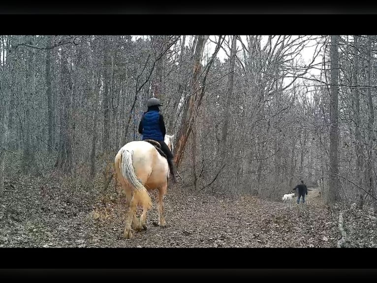 Trekpaard Ruin 6 Jaar 160 cm Palomino in Jeffersonton