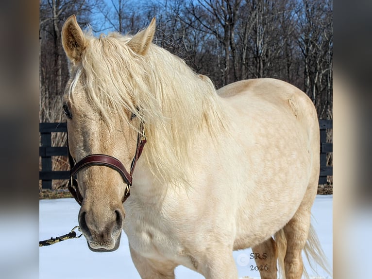 Trekpaard Ruin 6 Jaar 160 cm Palomino in Jeffersonton