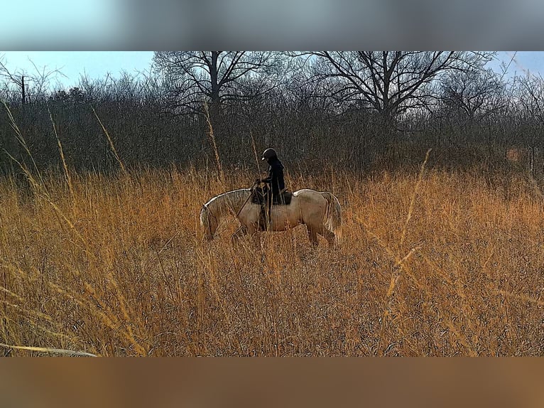 Trekpaard Ruin 6 Jaar 160 cm Palomino in Jeffersonton