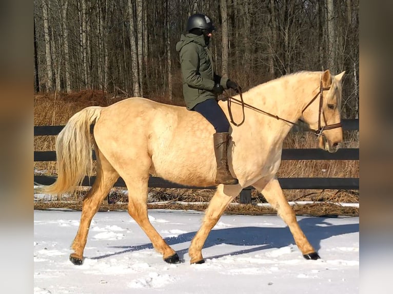 Trekpaard Ruin 6 Jaar 160 cm Palomino in Jeffersonton