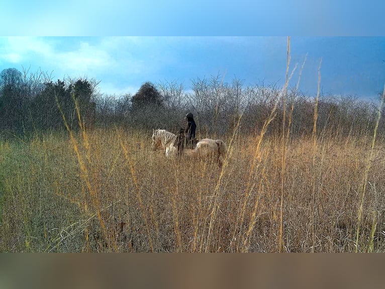 Trekpaard Ruin 6 Jaar 160 cm Palomino in Jeffersonton