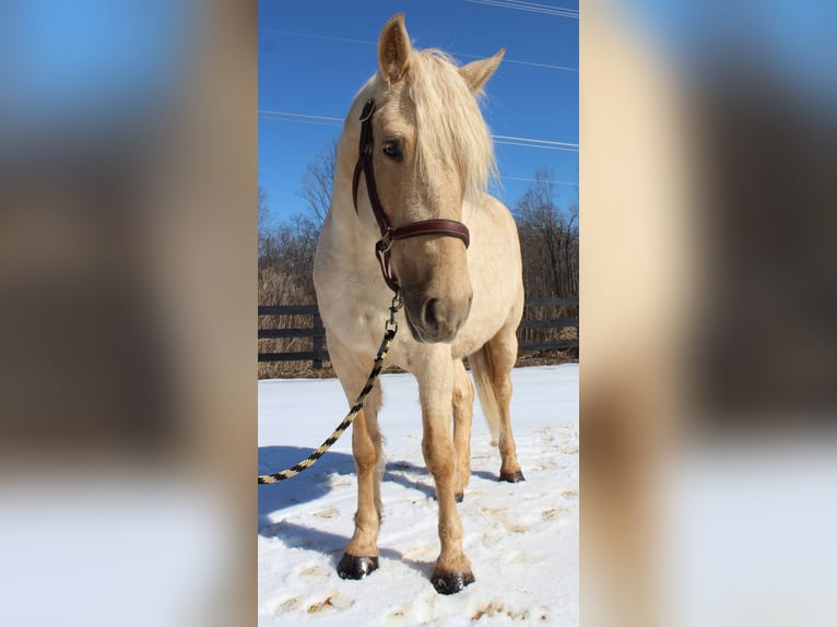 Trekpaard Ruin 6 Jaar 160 cm Palomino in Jeffersonton