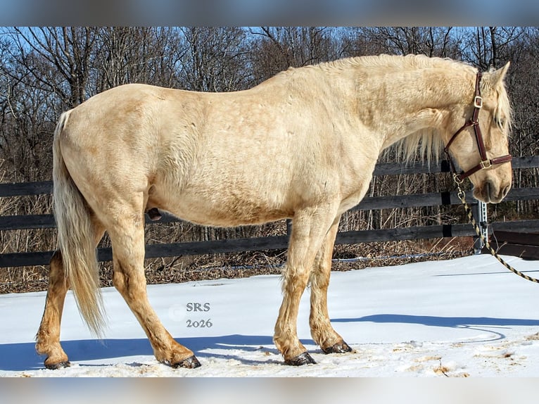 Trekpaard Ruin 6 Jaar 160 cm Palomino in Jeffersonton