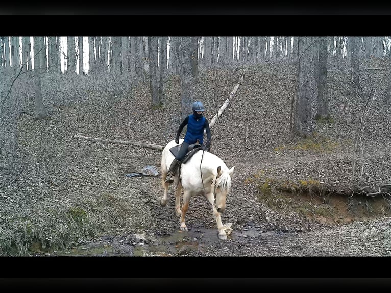 Trekpaard Ruin 6 Jaar 160 cm Palomino in Jeffersonton
