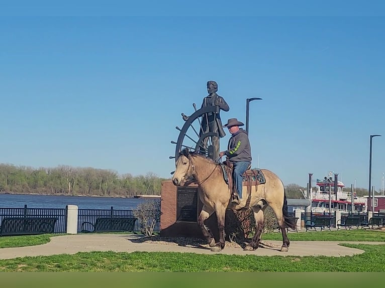 Trekpaard Mix Ruin 6 Jaar 163 cm Buckskin in Hannibal, MO