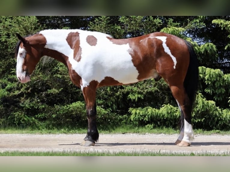 Trekpaard Mix Ruin 6 Jaar 163 cm Gevlekt-paard in Grass Lake