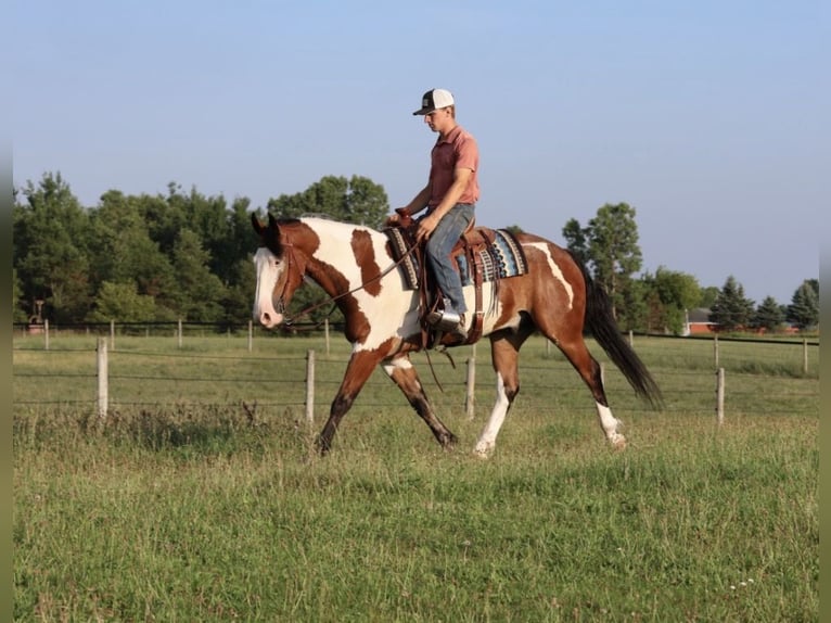 Trekpaard Mix Ruin 6 Jaar 163 cm Gevlekt-paard in Grass Lake