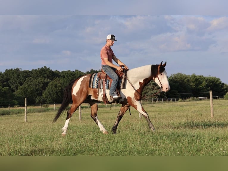 Trekpaard Mix Ruin 6 Jaar 163 cm Gevlekt-paard in Grass Lake