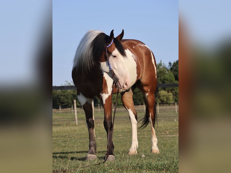 Trekpaard Mix Ruin 6 Jaar 163 cm Gevlekt-paard in Grass Lake
