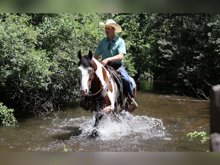 Trekpaard Mix Ruin 6 Jaar 163 cm Gevlekt-paard in Grass Lake