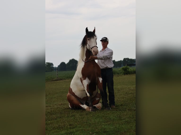 Trekpaard Mix Ruin 6 Jaar 163 cm Gevlekt-paard in Grass Lake