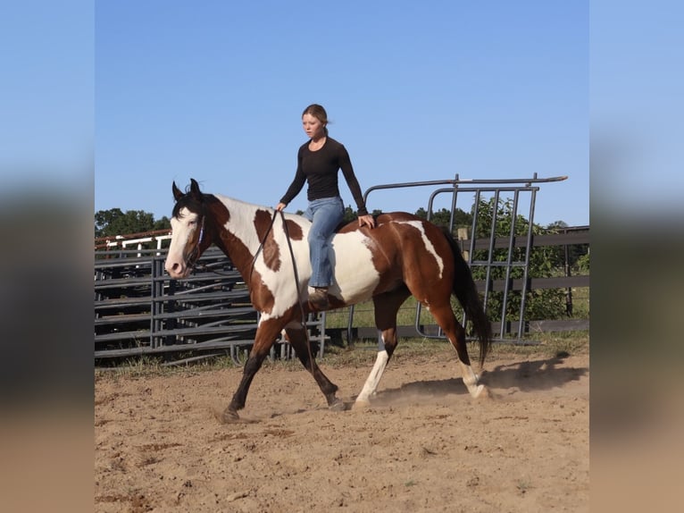 Trekpaard Mix Ruin 6 Jaar 163 cm Gevlekt-paard in Grass Lake