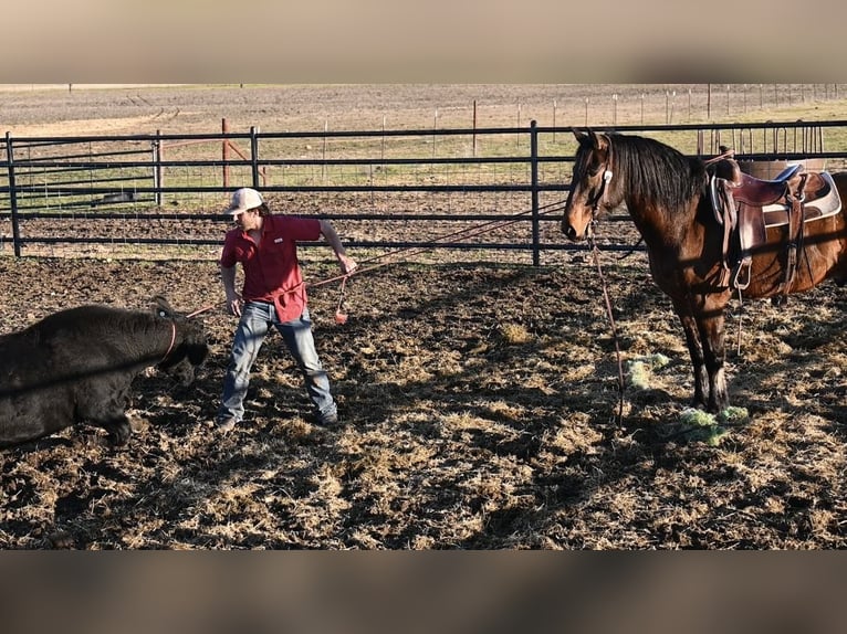 Trekpaard Mix Ruin 6 Jaar 163 cm Roodbruin in Waco