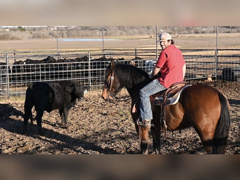 Trekpaard Mix Ruin 6 Jaar 163 cm Roodbruin in Waco