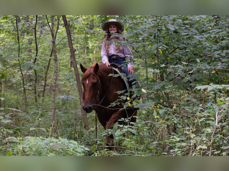 Trekpaard Mix Ruin 6 Jaar 163 cm Roodvos in Fredericksburg